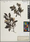Foto von Salix glauca L. x Salix phylicifolia L.